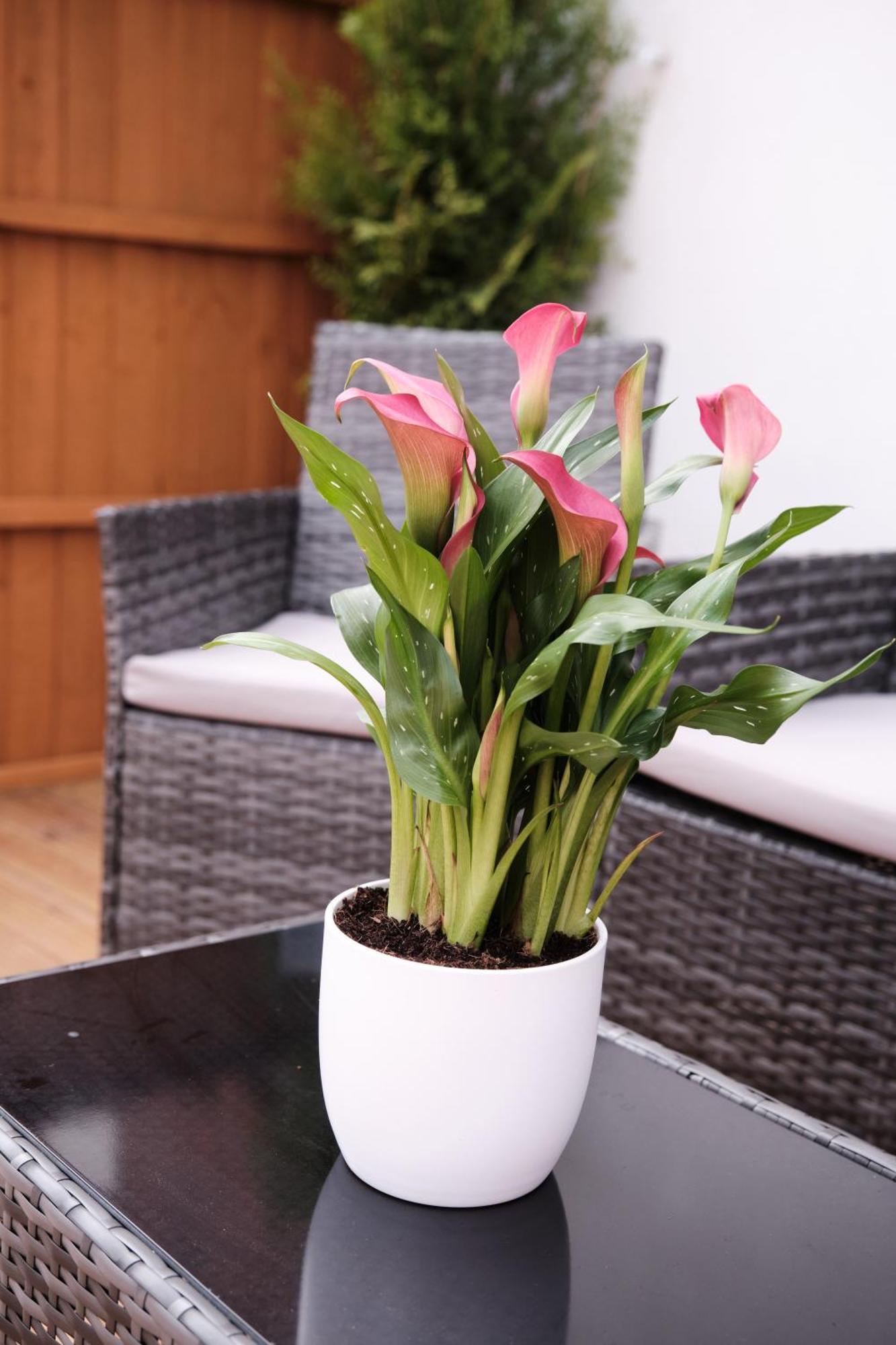Luxury In Near Building Society Arena And Arena Shopping Park Holiday home Coventry